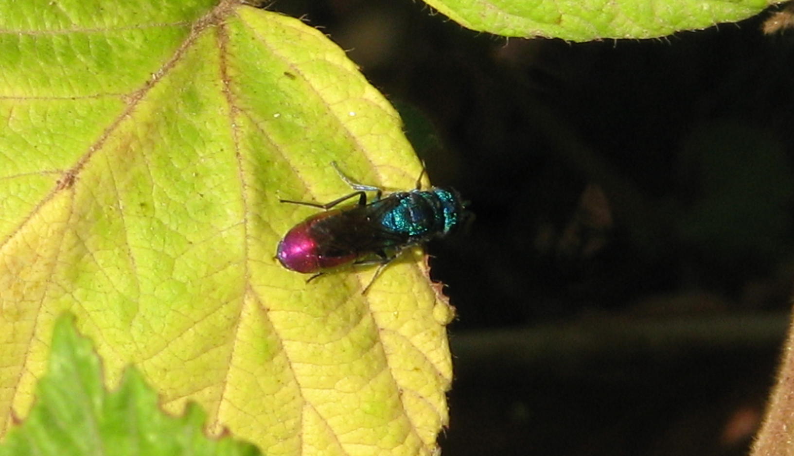 Anthaxia scutellaris? no, criside, Chrysura sp.